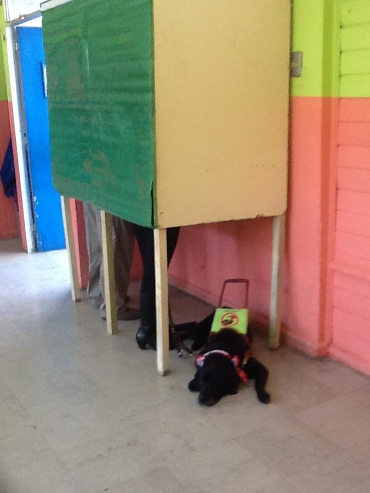 voto braille