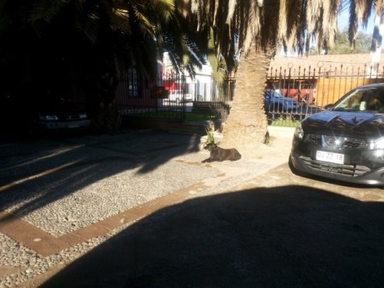 Acceso museo desde la vereda. No existe una ruta accesible que conecte el trayecto