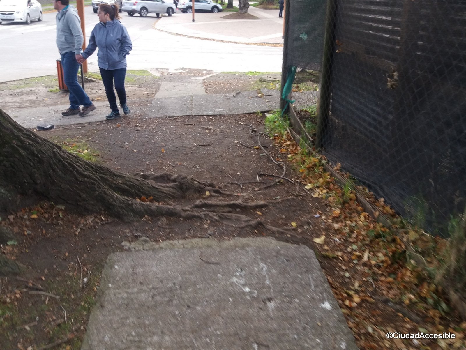 raíz de arbol que interrumpe la vereda creando un obstáculo y posibilidad de tropiezo