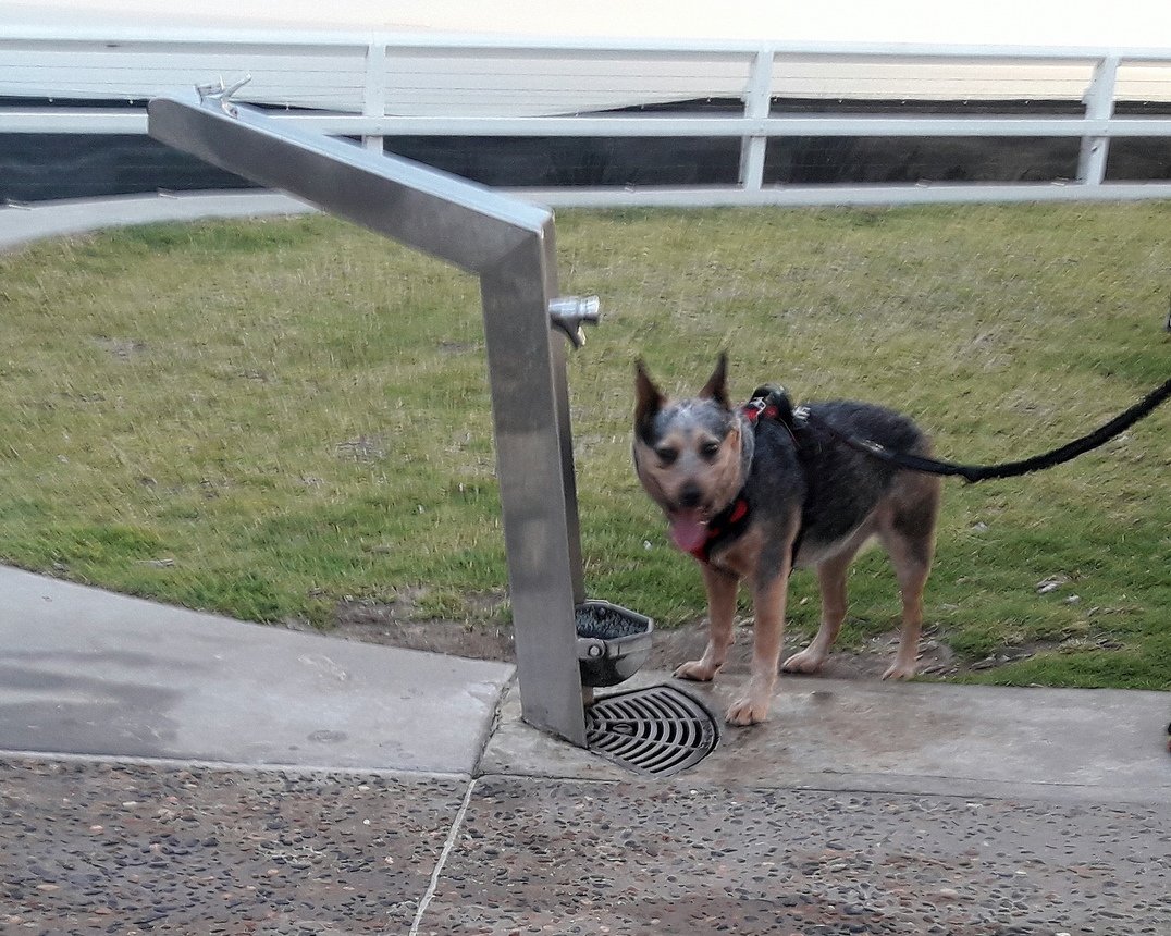 bebederos accesibles y para mascotas en Playa New Castle