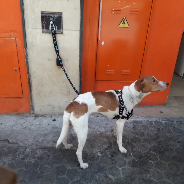 mascota amarrada esperando a su dueño fuera de un comercio