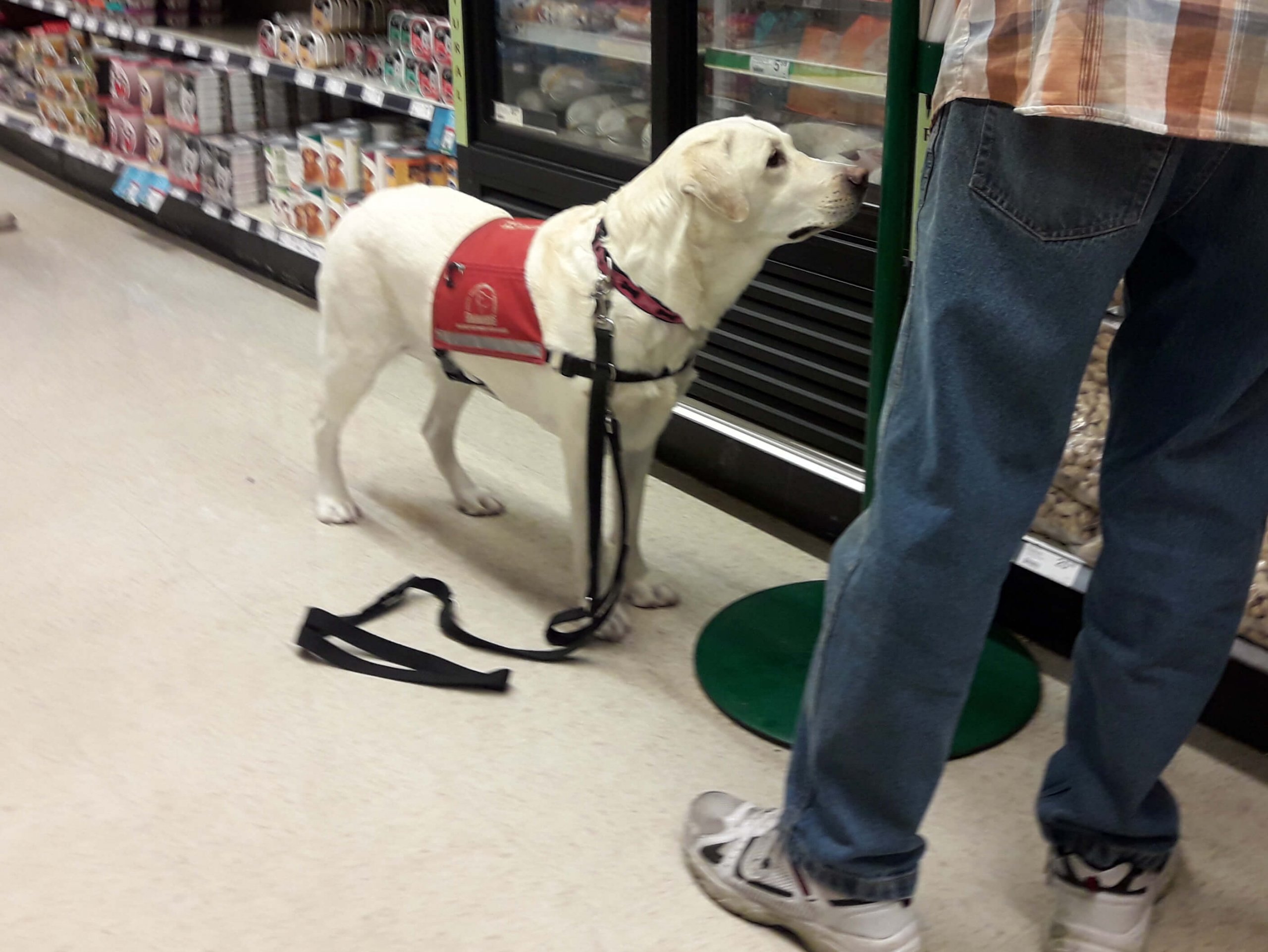 perro de asistencia acompañando a su dueño en un supermercado