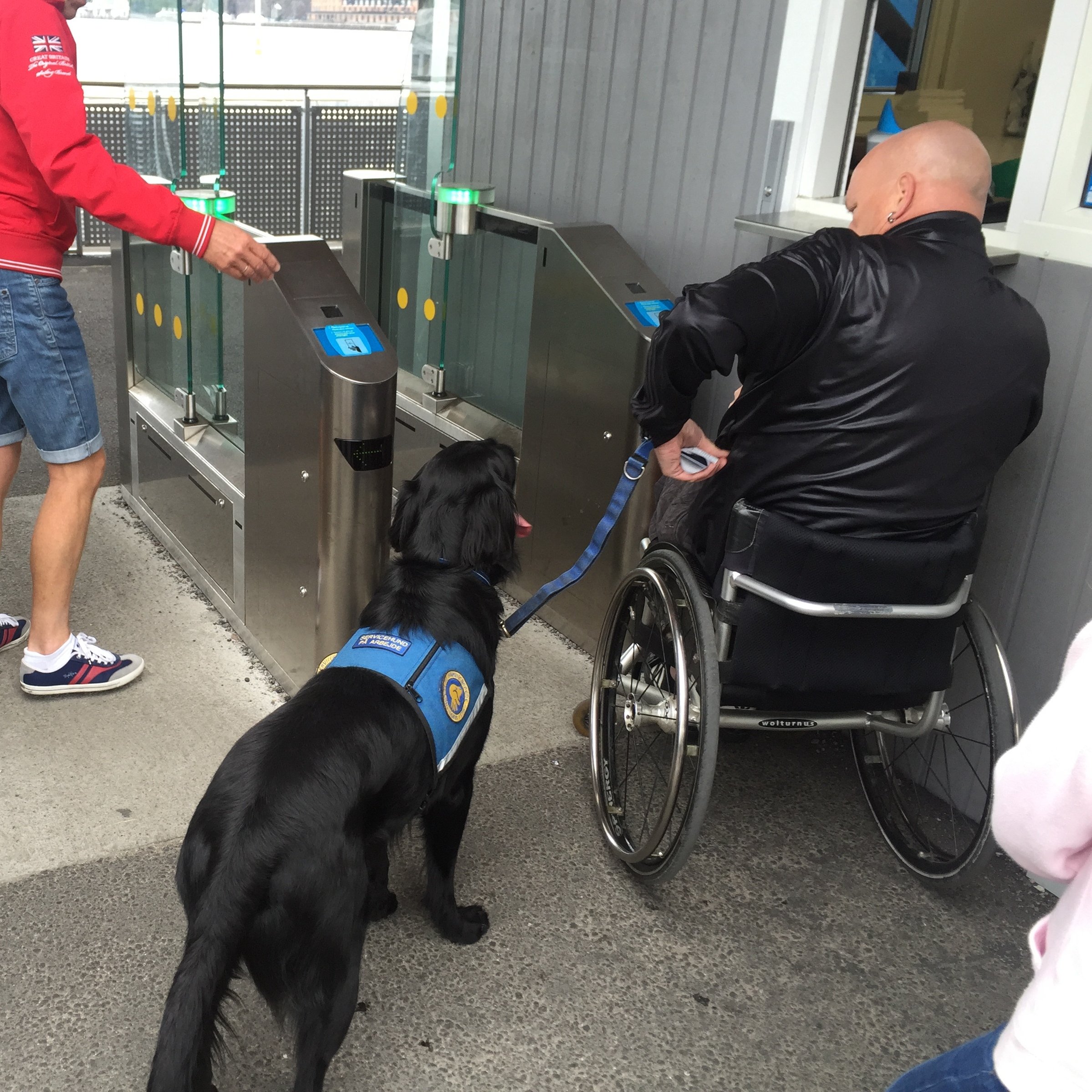 persona con discapacidad en silla de ruedas de espaldas junto a su perro de asistencia