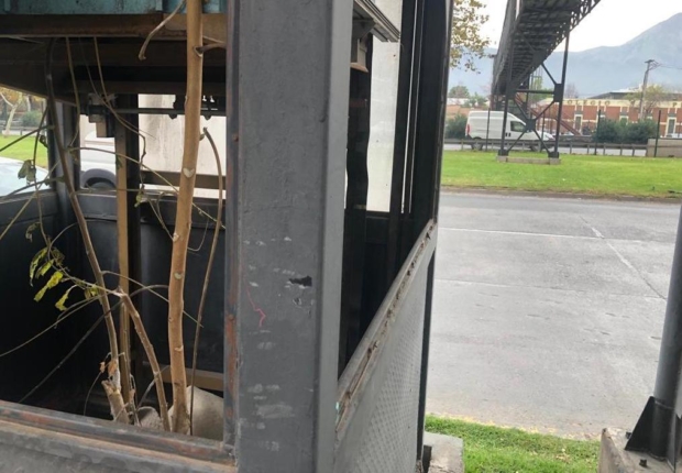 un árbol crece en el interior del ascensor de la pasarela pedro nolasco lado sur