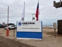 corteva planta arica