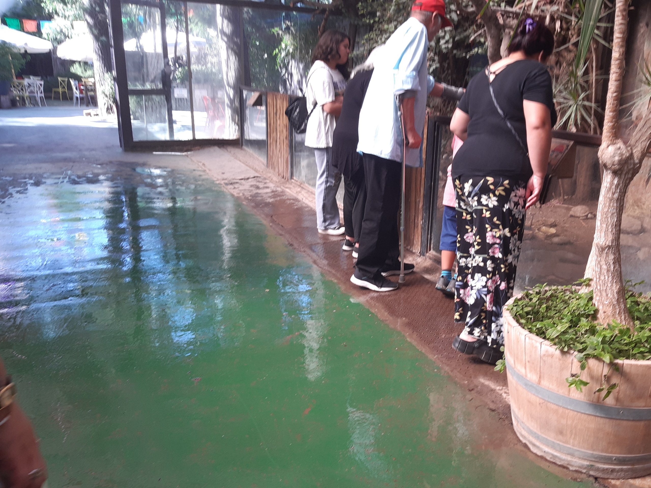 foto muestra una circulación de cemento pintada de color verde y mojada