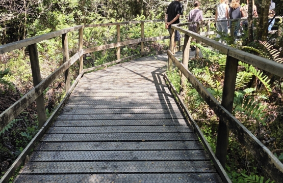 Naturaleza accesible: Monumento Natural Lahuen Ñadi