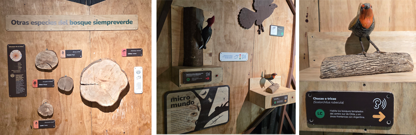 Tres fotos muestran detalles del interior del pabell+on educativo. Troncos muestran la edad del árbol según sus anillos de crecimiento y aves del lugar.