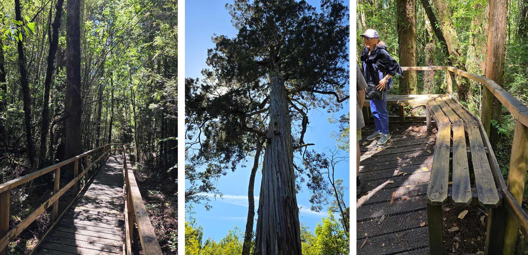 Tres fotos muestran la pasarela entre árboles, un gran alerce enfocado hacia el cielo y un área de descanso con asientos dispuestos fuera del recorrido